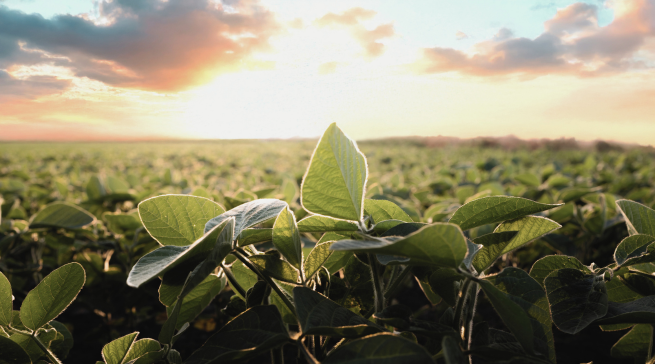 Accelerating Predictive Seed Design with DISQOVER